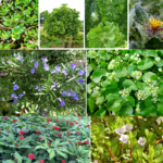 To strengthen the memory of medicinal plants
