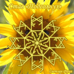 Becoming A "Sunflower" Author: Light Fria