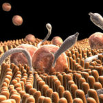Parasites of the human physical body. Author: Gella