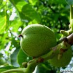 Walnut. Author: Arina Rod.